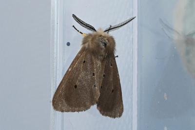 <i>Diaphora mendica</i>