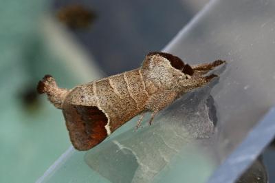 <i>Clostera curtula</i>