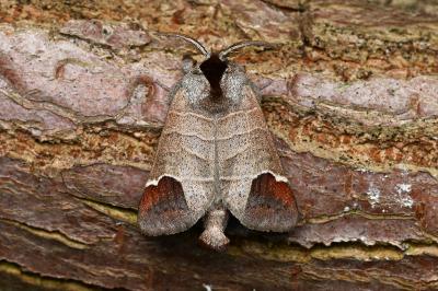 <i>Clostera curtula</i>