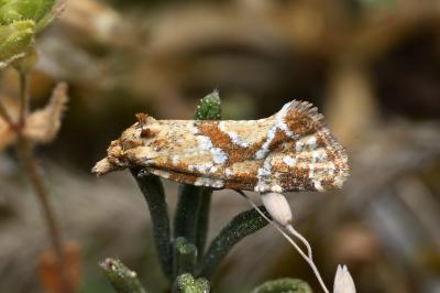 <i>Aethes hartmanniana</i>