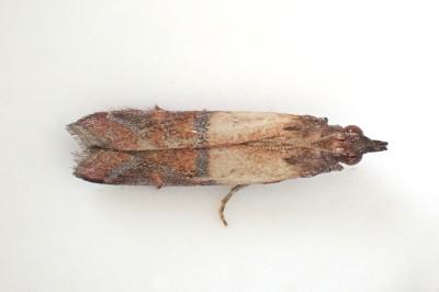 <i>Plodia interpunctella</i>