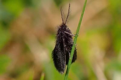 <i>Epichnopterix plumella</i>