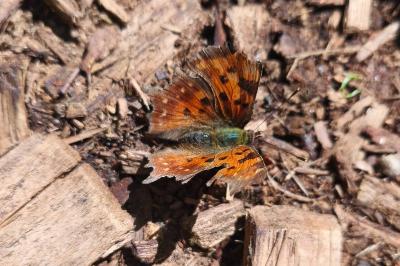 <i>Polygonia c-album</i>