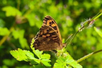 <i>Pararge aegeria</i>