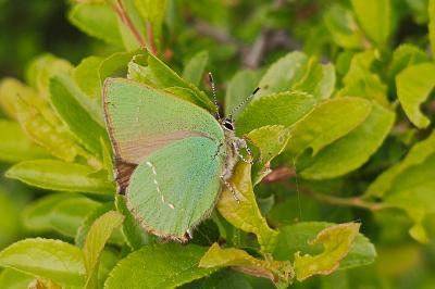 <i>Callophrys rubi</i>