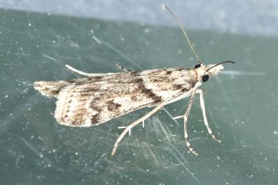 <i>Eudonia angustea</i>