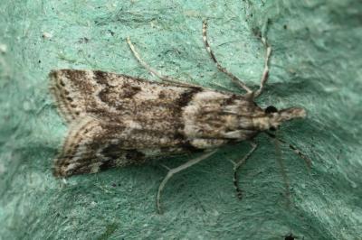 <i>Eudonia angustea</i>