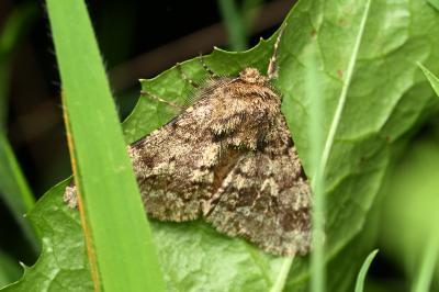 <i>Lycia hirtaria</i>