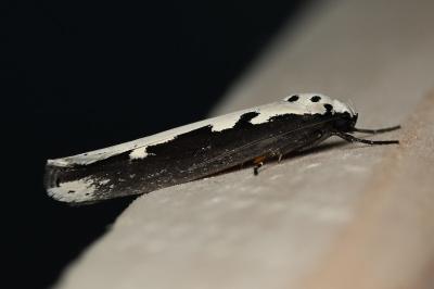 <i>Ethmia bipunctella</i>