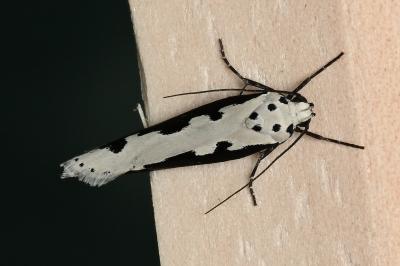 <i>Ethmia bipunctella</i>