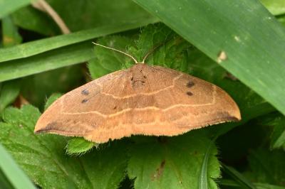 <i>Watsonalla binaria</i>