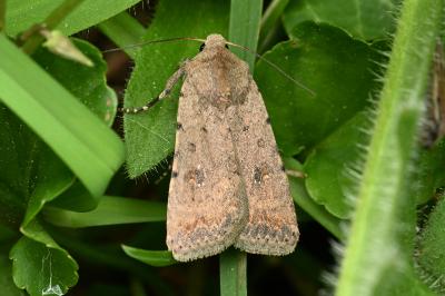 <i>Caradrina clavipalpis</i>