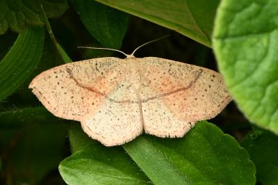 <i>Cyclophora punctaria</i>
