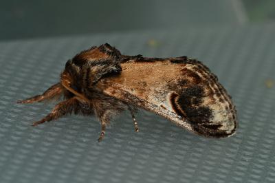 <i>Notodonta ziczac</i>