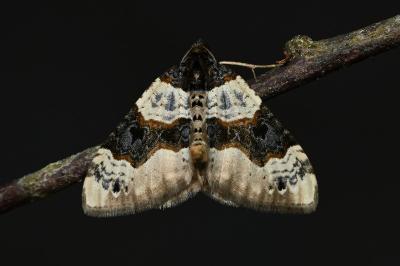 <i>Cosmorhoe ocellata</i>