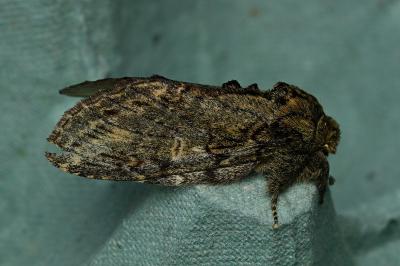 <i>Peridea anceps</i>