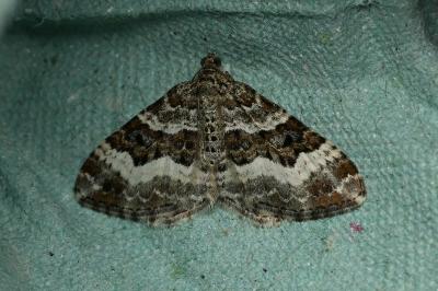 <i>Epirrhoe alternata</i>