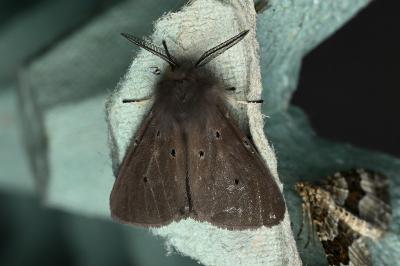 <i>Diaphora mendica</i>