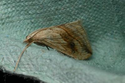 <i>Evergestis forficalis</i>