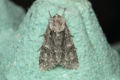 <i>Acronicta auricoma</i>