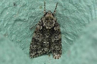 <i>Acronicta rumicis</i>