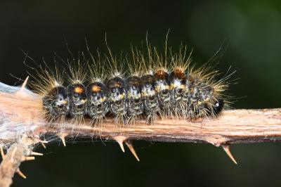 <i>Euproctis chrysorrhoea</i>