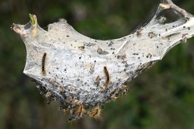 <i>Euproctis chrysorrhoea</i>