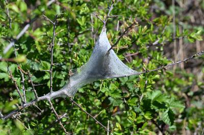 <i>Eriogaster lanestris</i>