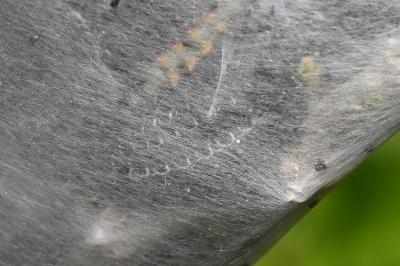 <i>Eriogaster lanestris</i>