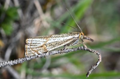 <i>Thisanotia chrysonuchella</i>