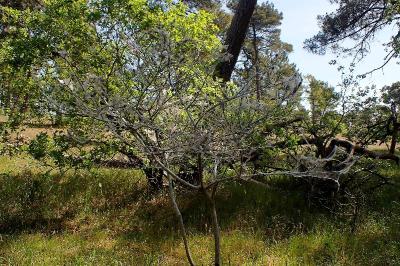 <i>Yponomeuta cagnagella</i>