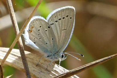 <i>Cupido argiades</i>