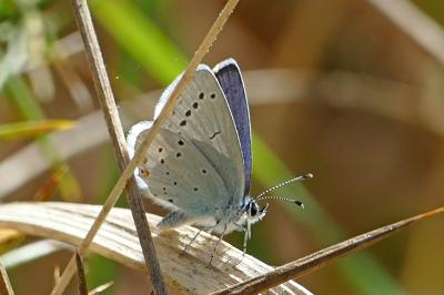 <i>Cupido argiades</i>