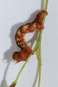 <i>Erannis defoliaria</i>