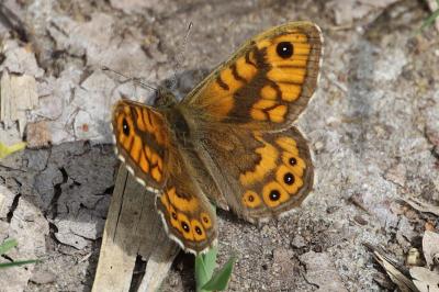 <i>Lasiommata megera</i>