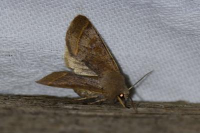 <i>Orthosia cerasi</i>