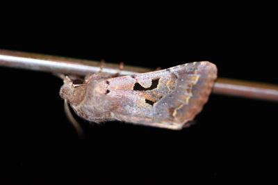 <i>Orthosia gothica</i>