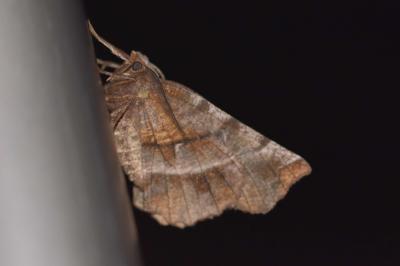 <i>Selenia dentaria</i>