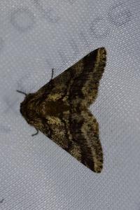 <i>Lycia hirtaria</i>