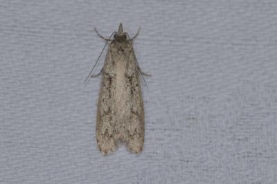 <i>Diurnea fagella</i>