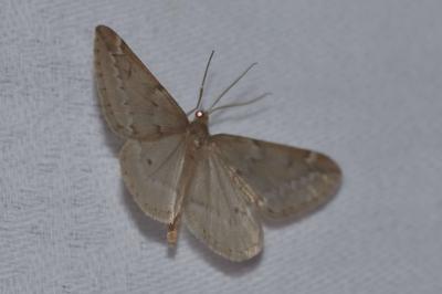 <i>Alsophila aescularia</i>