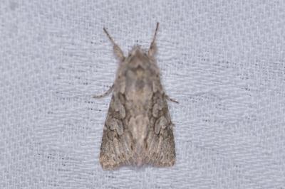 <i>Xylocampa areola</i>