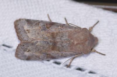 <i>Orthosia incerta</i>