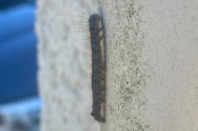 <i>Malacosoma neustria</i>