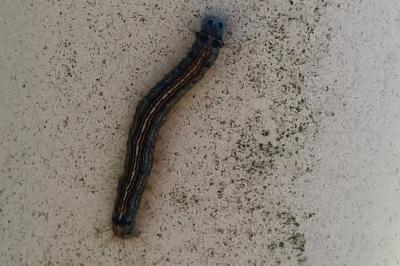 <i>Malacosoma neustria</i>