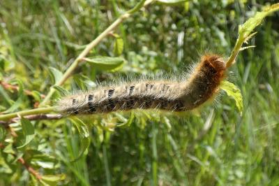 <i>Lasiocampa quercus</i>