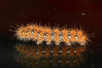 <i>Euplagia quadripunctaria</i>