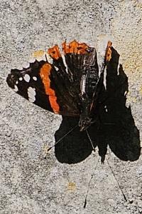 <i>Vanessa atalanta</i>