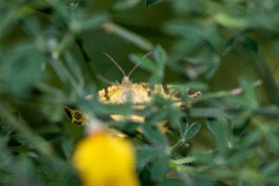 <i>Pseudopanthera macularia</i>