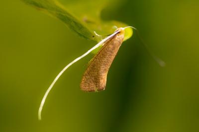 <i>Nematopogon swammerdamella</i>